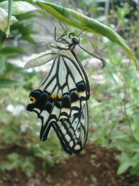 ǯٿΤΤ餻